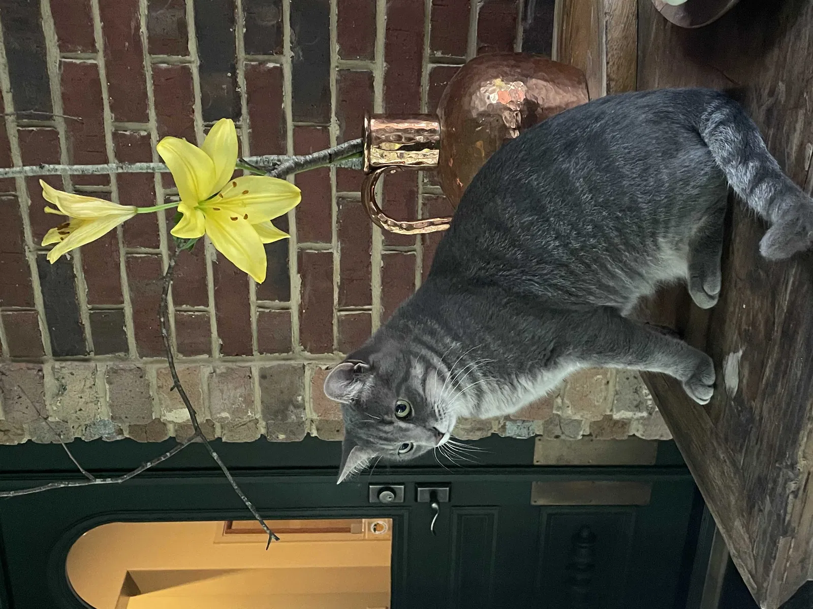 Lost cat in Flintstone, GA, 30725