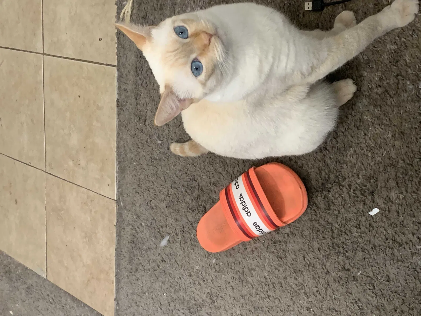 Lost cat in Los Angeles, CA, 90032