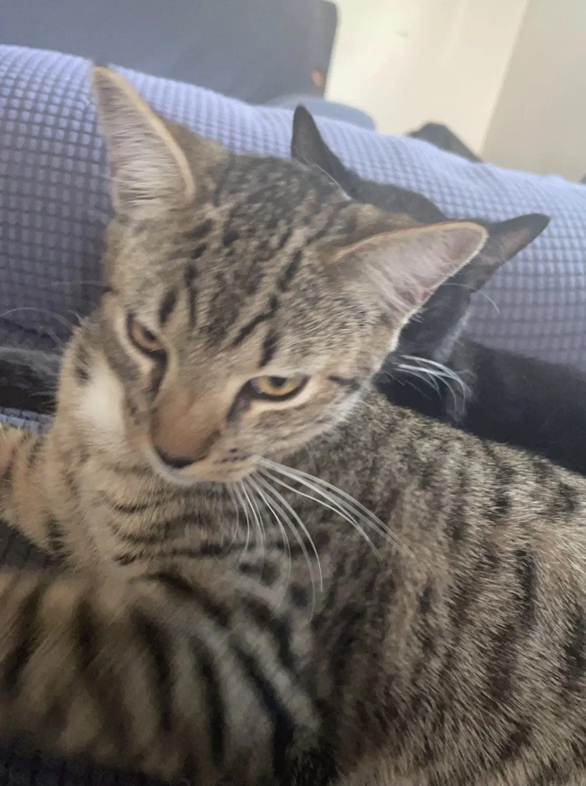 Lost cat in Los Alamos, CA, 93440