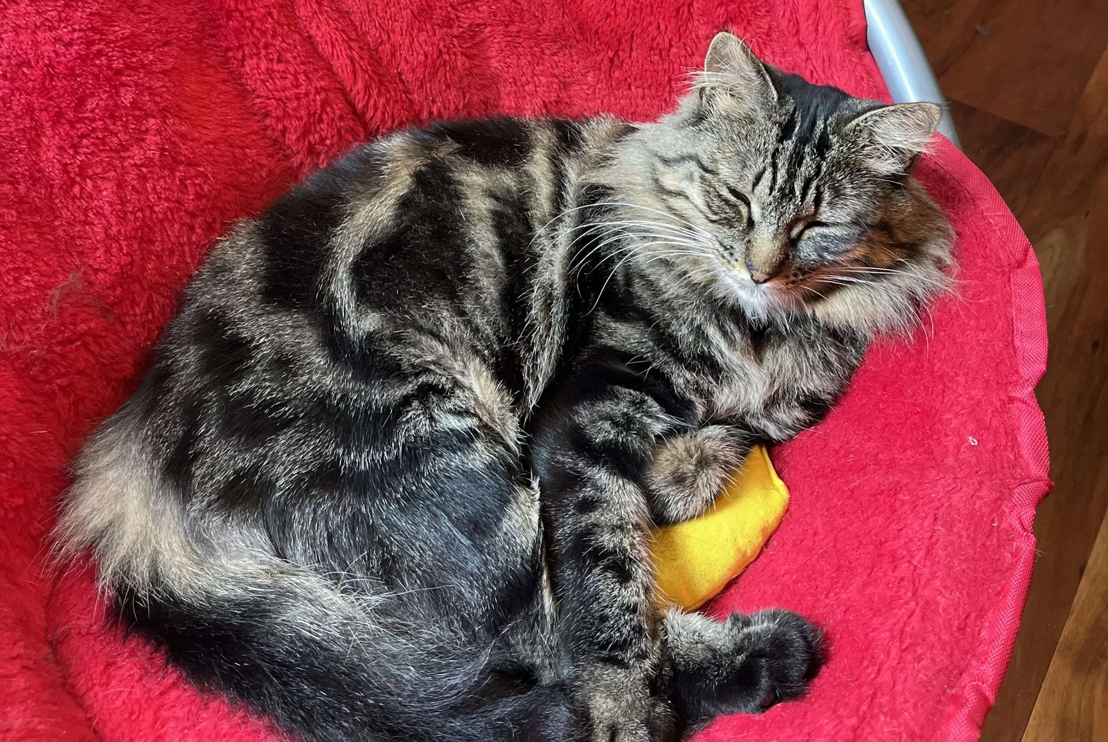 Lost cat in Berkeley, CA, 94708