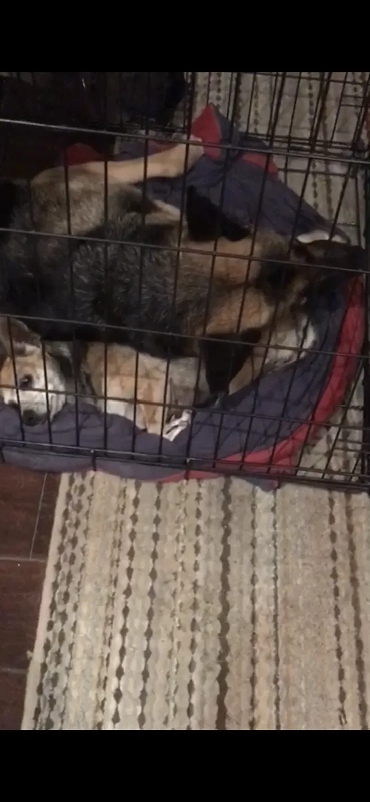 Lost dog in Vacaville, CA, 95687