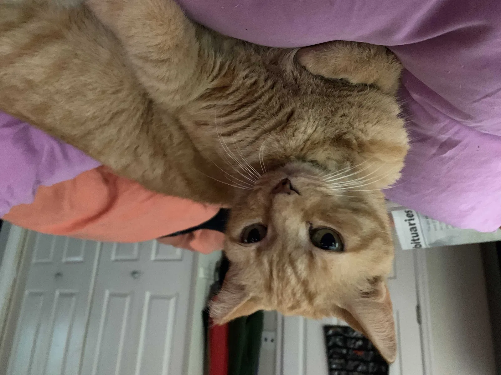 Lost cat in Bonita Springs, FL, 34135