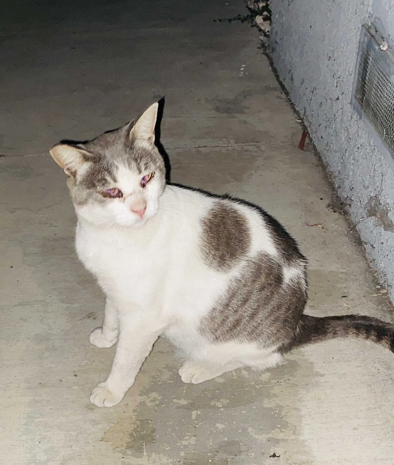 Lost cat in South Gate, CA, 90280
