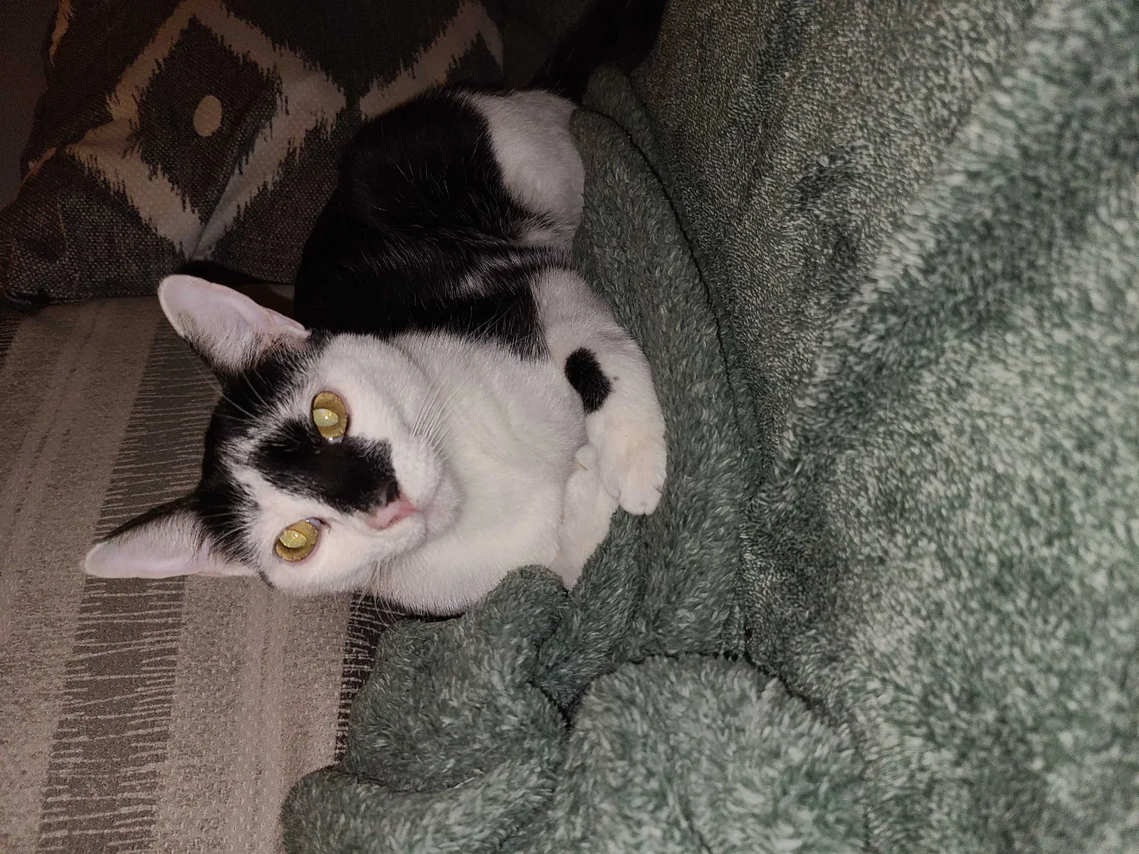 Lost cat in Pflugerville, TX, 78660