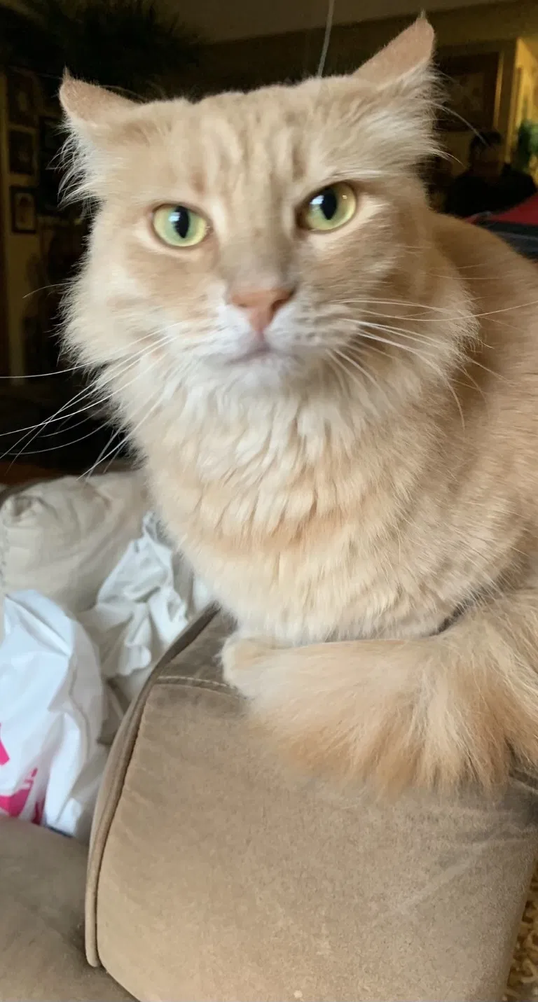 Lost cat in Sacramento, CA, 95842