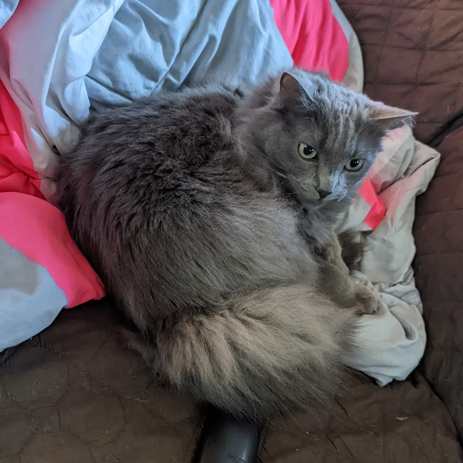 Lost cat in Walnut Creek, CA, 94597
