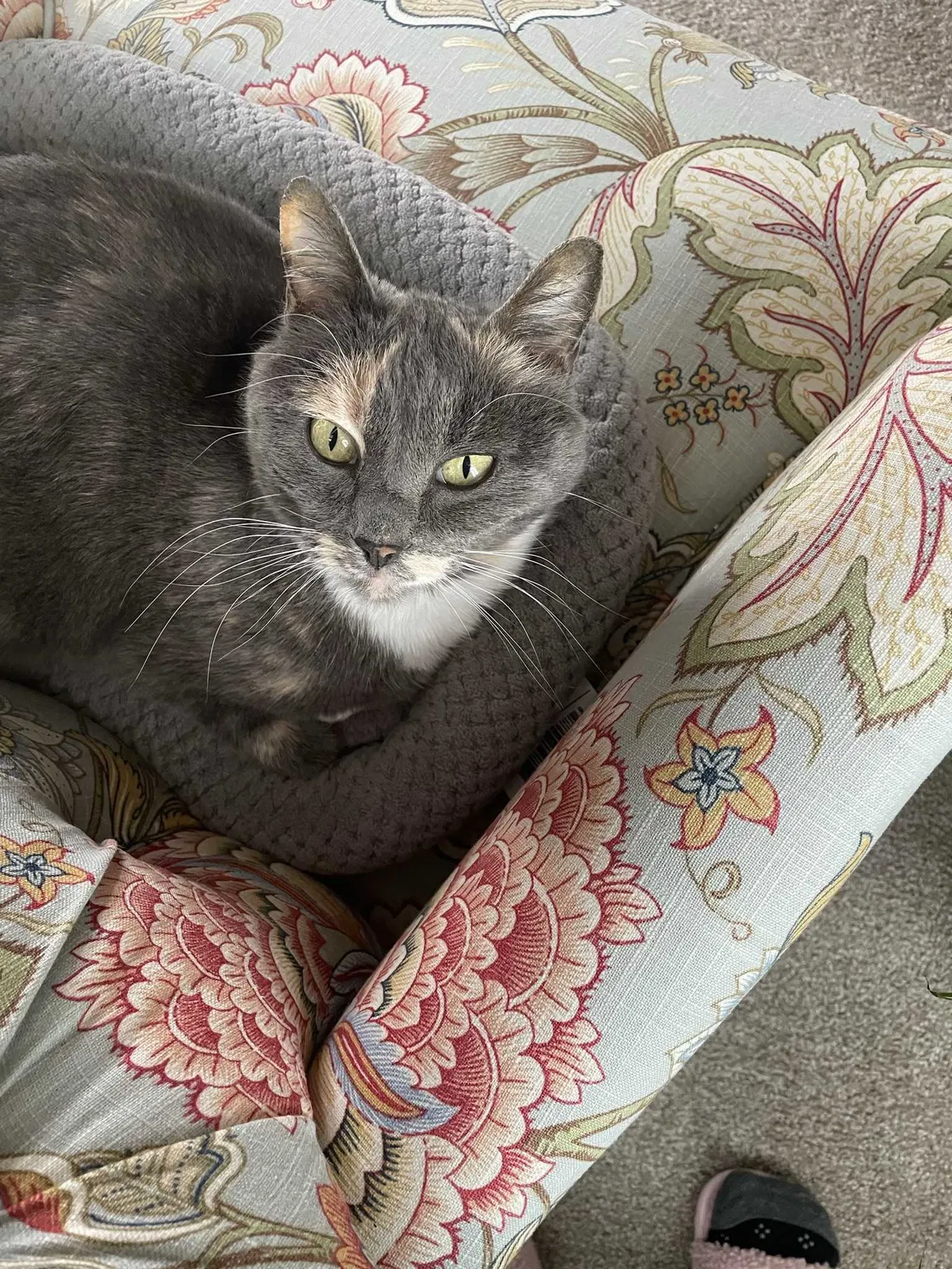 Lost cat in Boise, ID, 83716
