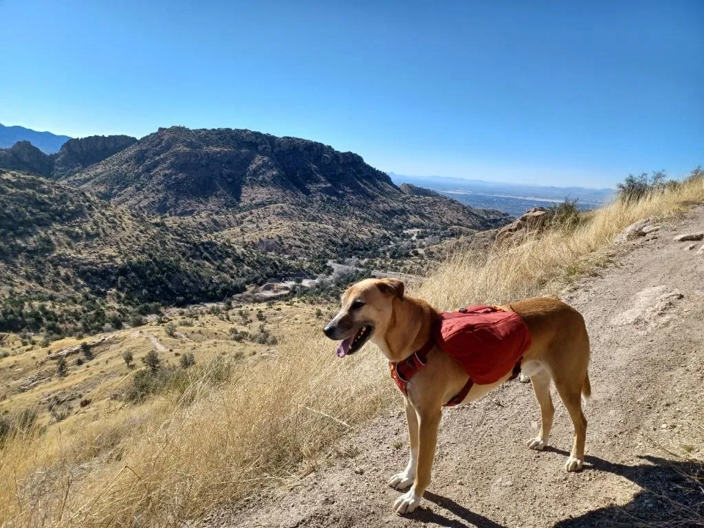 Lost dog in Oakland, CA, 94612