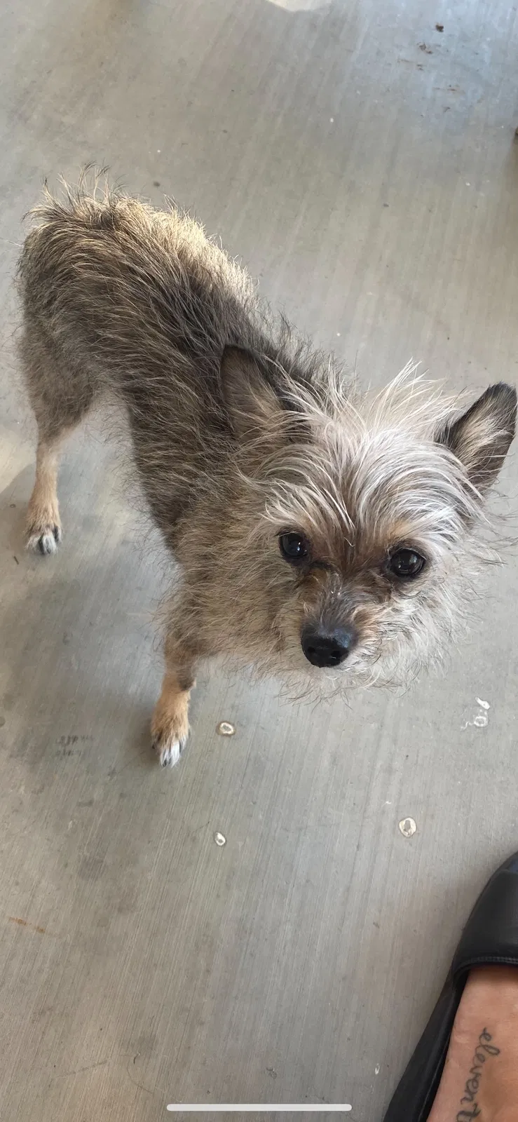 Lost dog in Phoenix, AZ, 85037