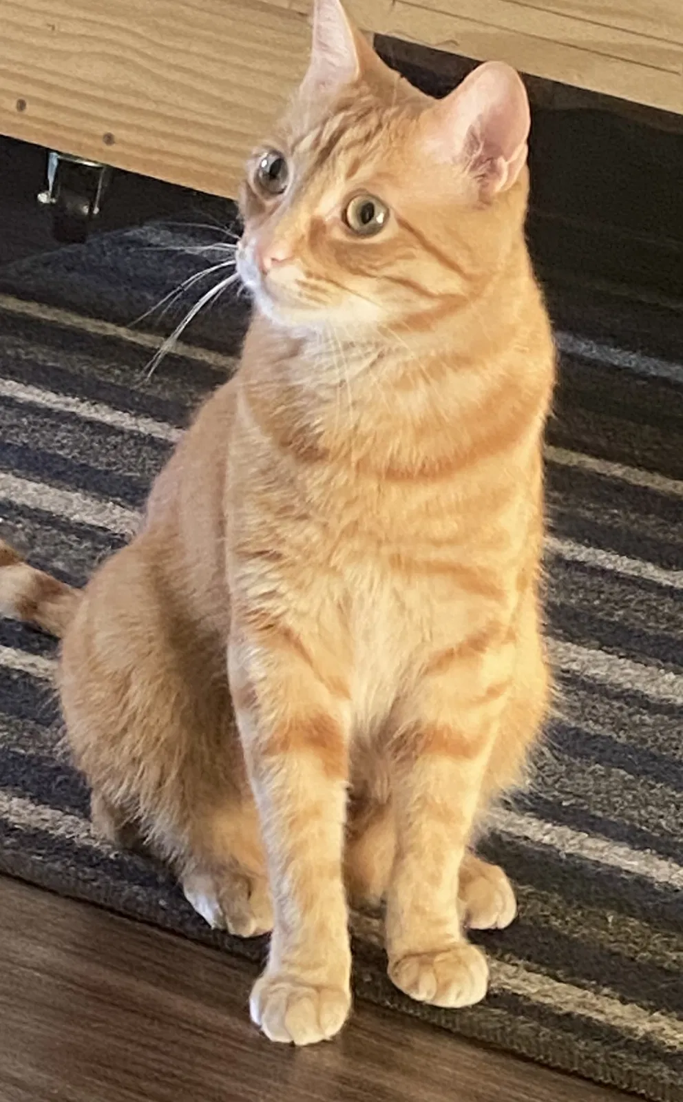Lost cat in Richmond, TX, 77406