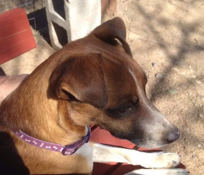 Lost dog in Marana, AZ, 85653