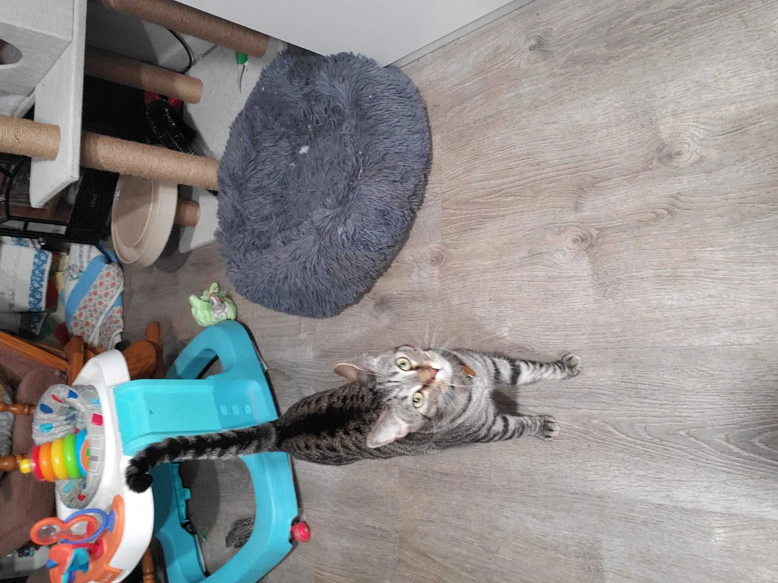 Lost cat in Craigmont, ID, 83523