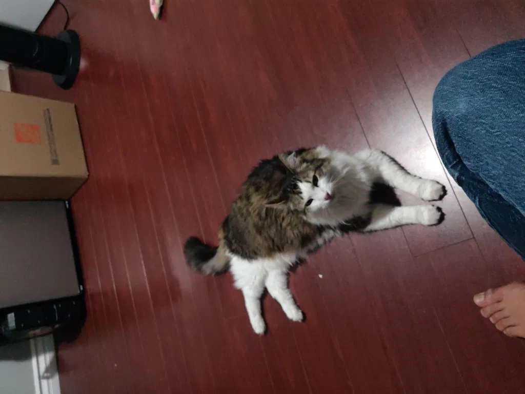 Lost cat in Westminster, CA, 92683