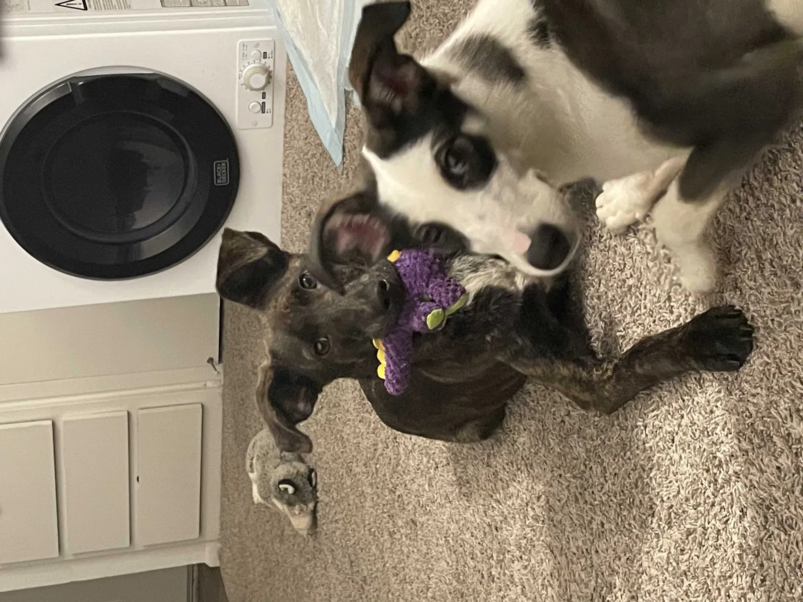 Lost dog in San Antonio, TX, 78226