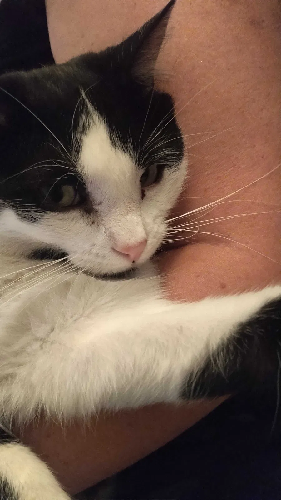 Lost cat in Boise, ID, 83716
