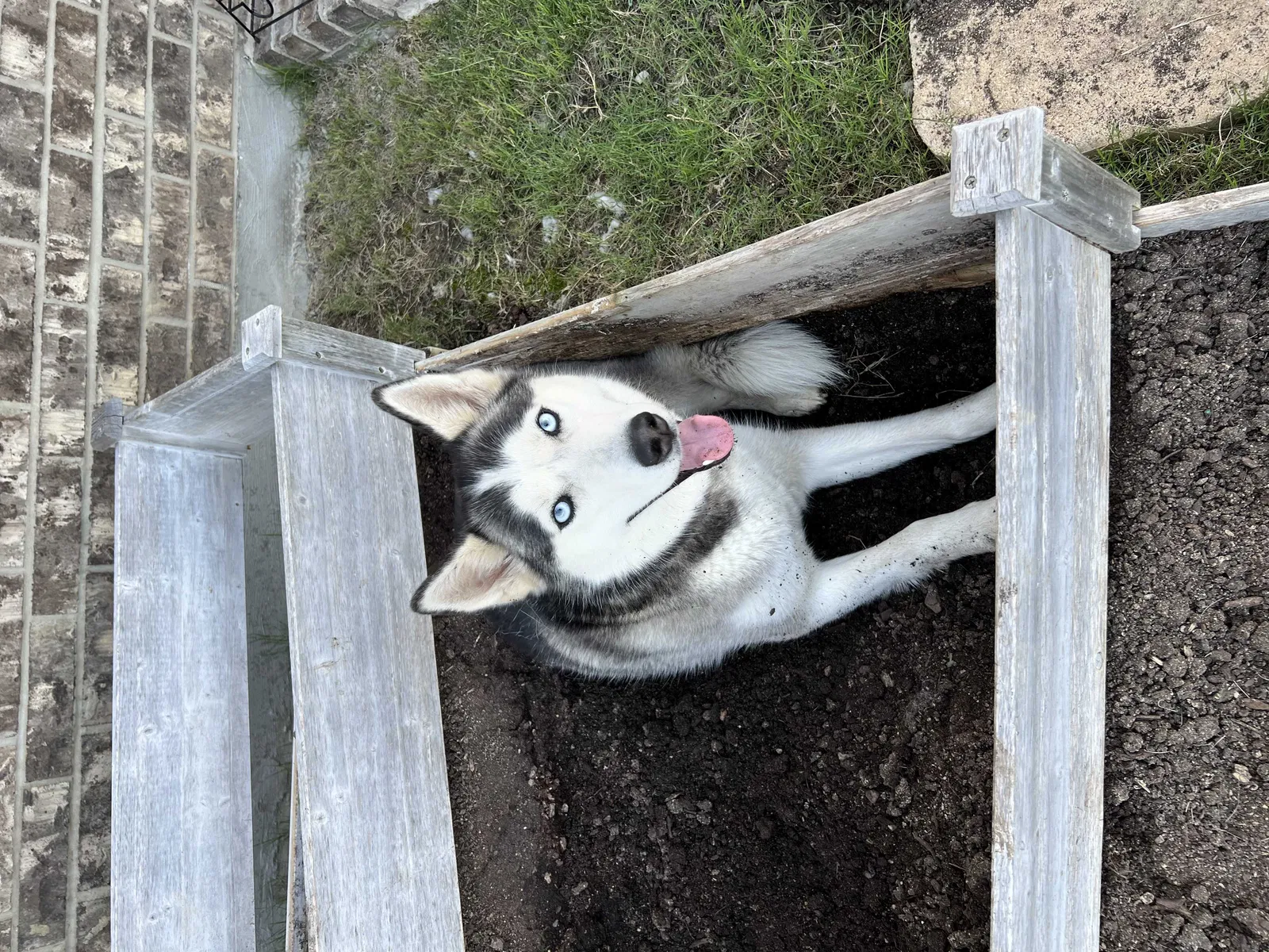 Lost dog in Venus, TX, 76084