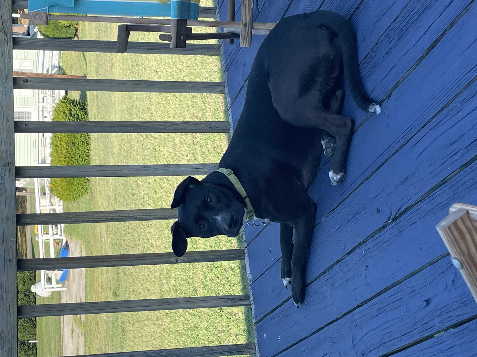 Lost dog in West Chester, PA, 19382