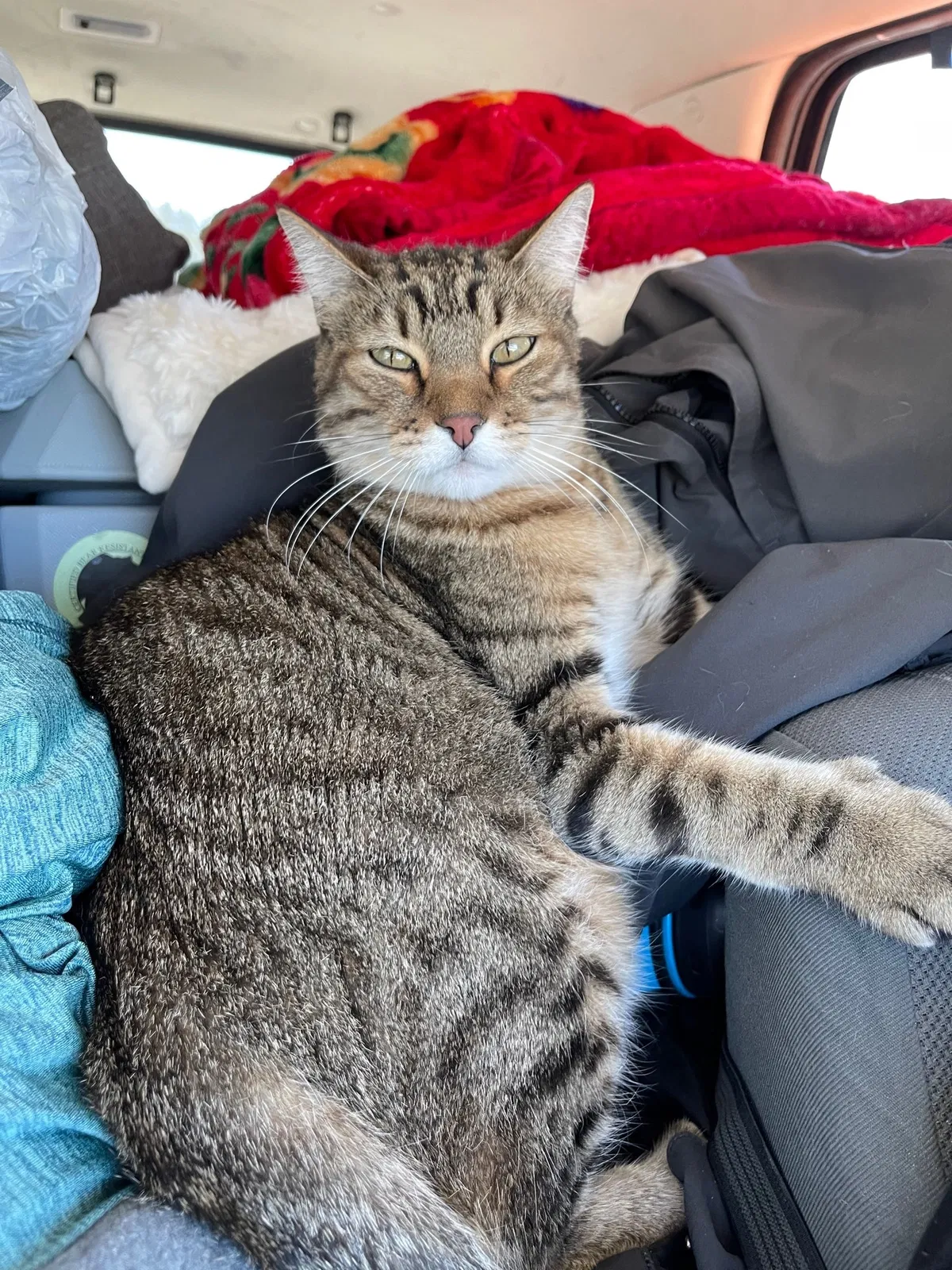 Lost cat in Tucson, AZ, 85719
