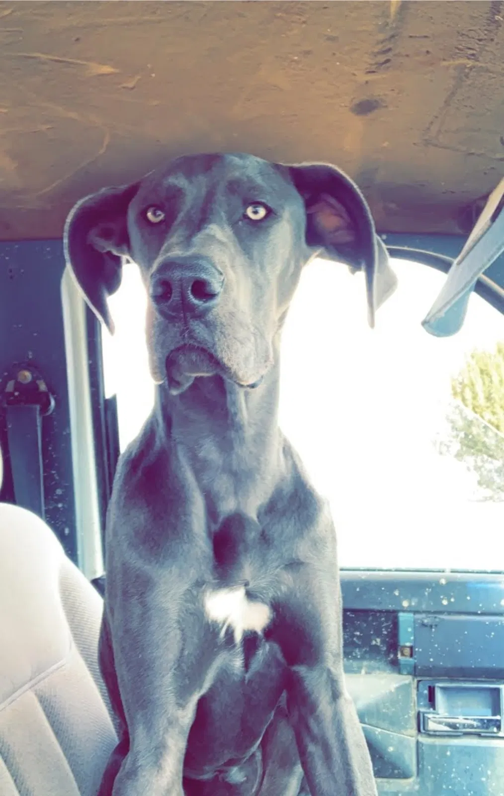 Lost dog in Salt Lake City, UT, 84108