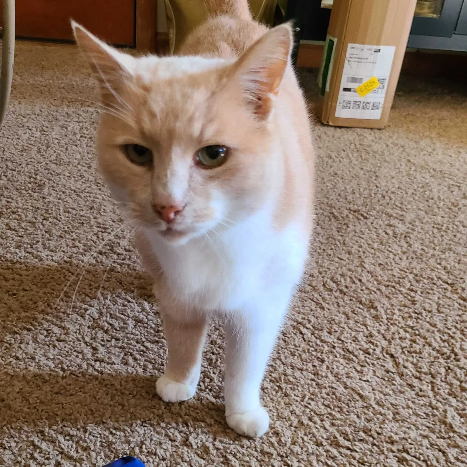 Lost cat in Loganville, GA, 30052