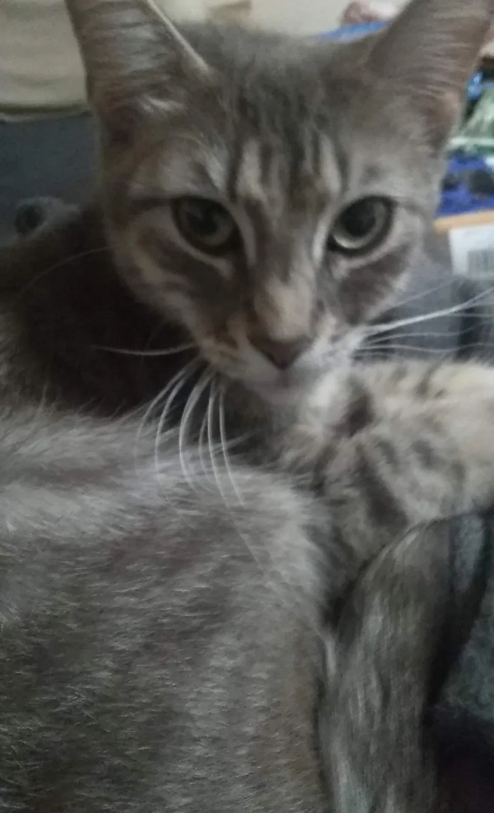 Lost cat in Barberton, OH, 44203