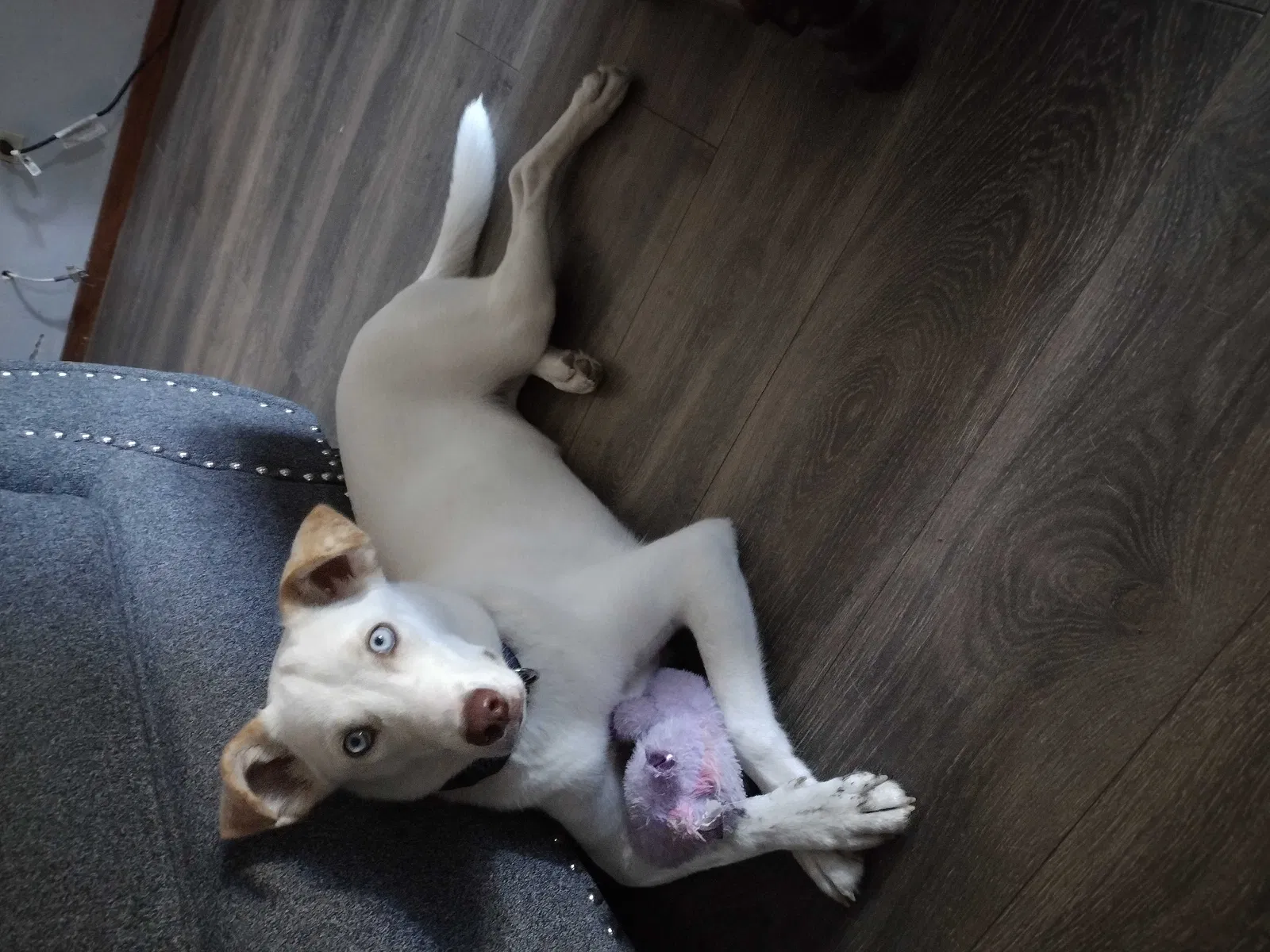 Lost dog in El Paso, TX, 79915