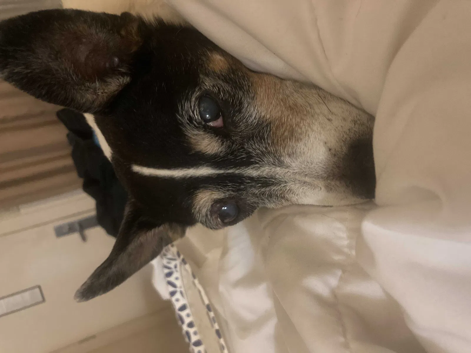 Found dog in Columbus, OH, 43215
