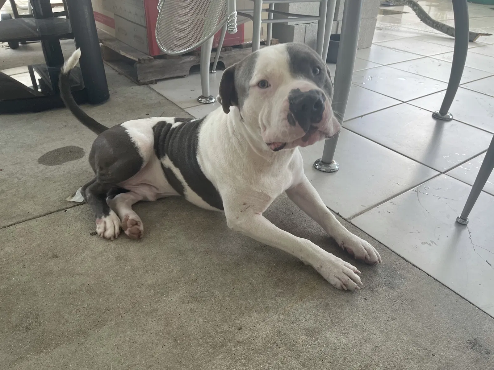 Lost dog in Miami, FL, 33147