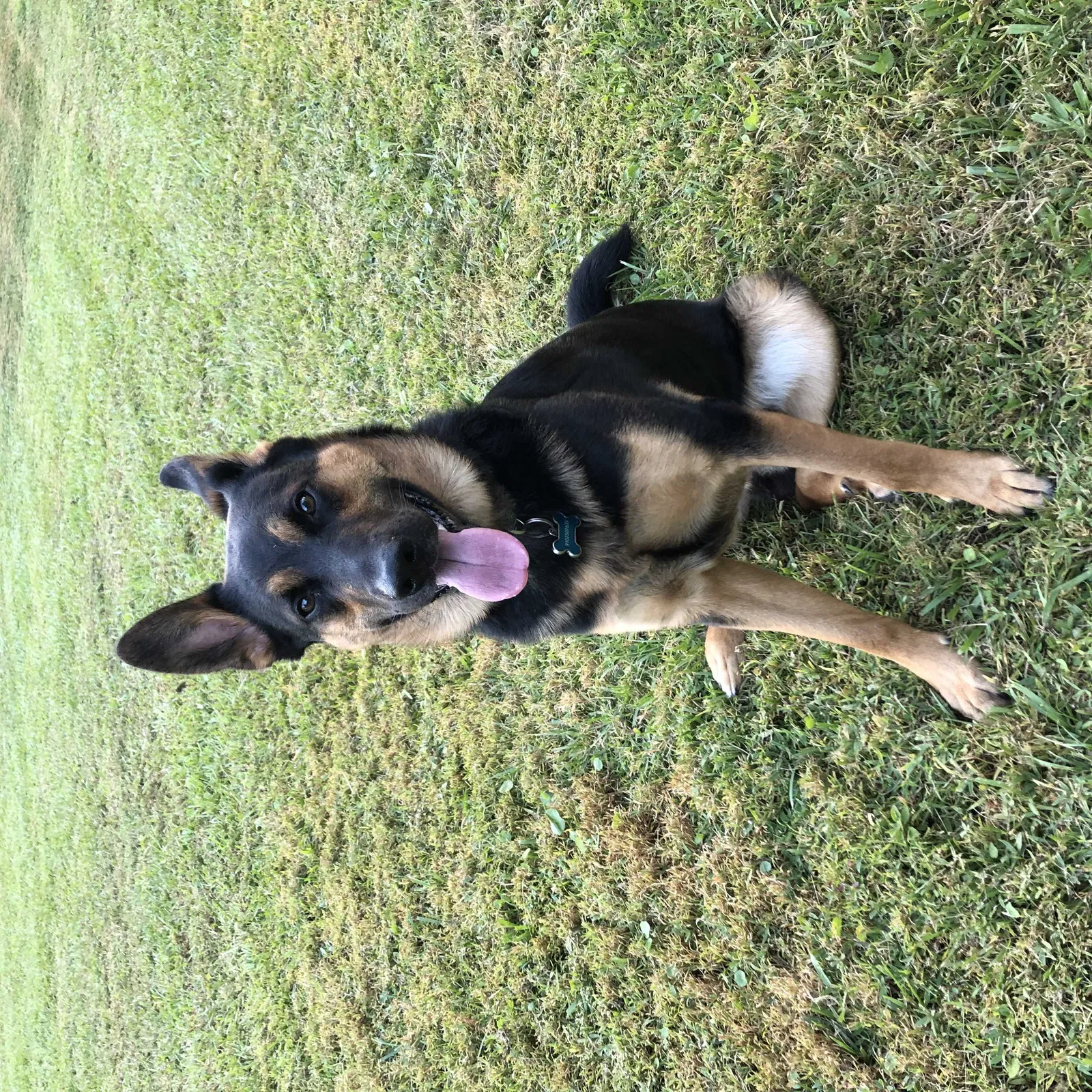 Lost dog in Maitland, FL, 32751