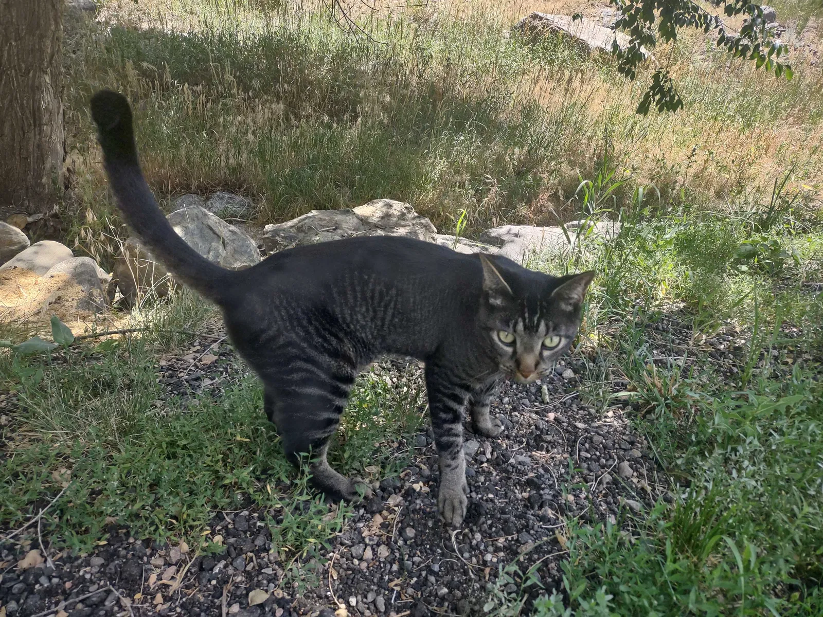 Lost cat in Fort Hood, TX, 76544