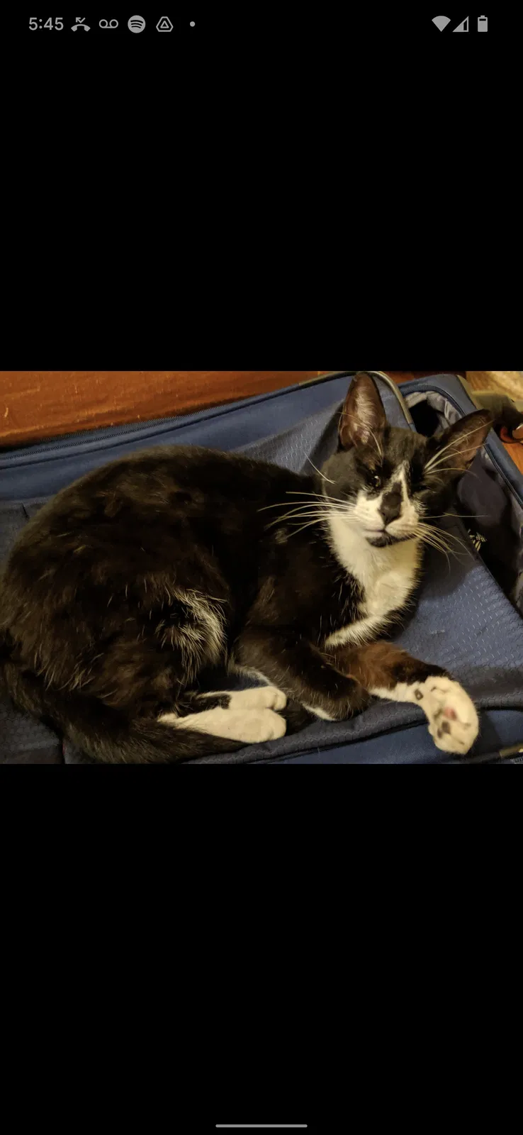 Lost cat in San Diego, CA, 92104