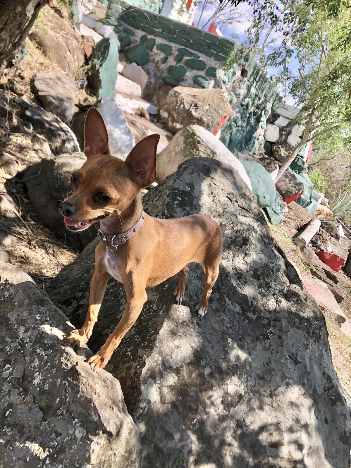 Lost dog in Merced, CA, 95348
