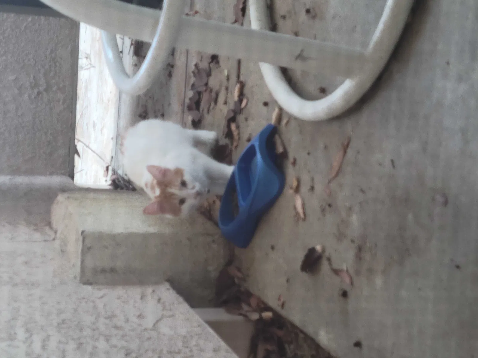 Found cat in Canyon Country, CA, 91387