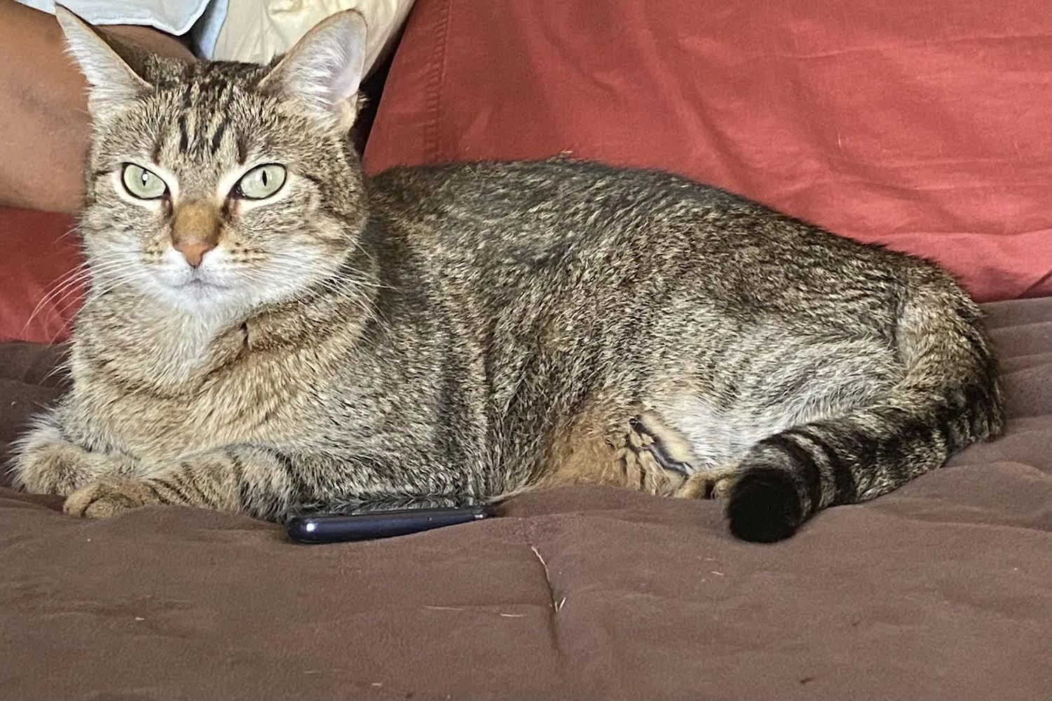 Lost cat in Hoffman Estates, IL, 60169