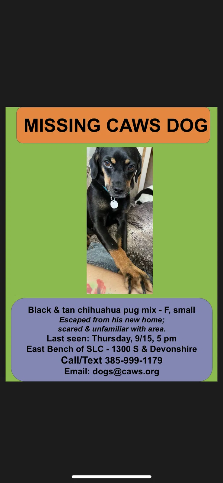 Lost dog in Salt Lake City, UT, 84108