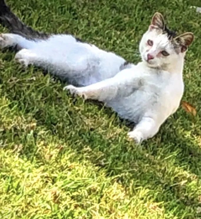 Lost cat in La Puente, CA, 91744