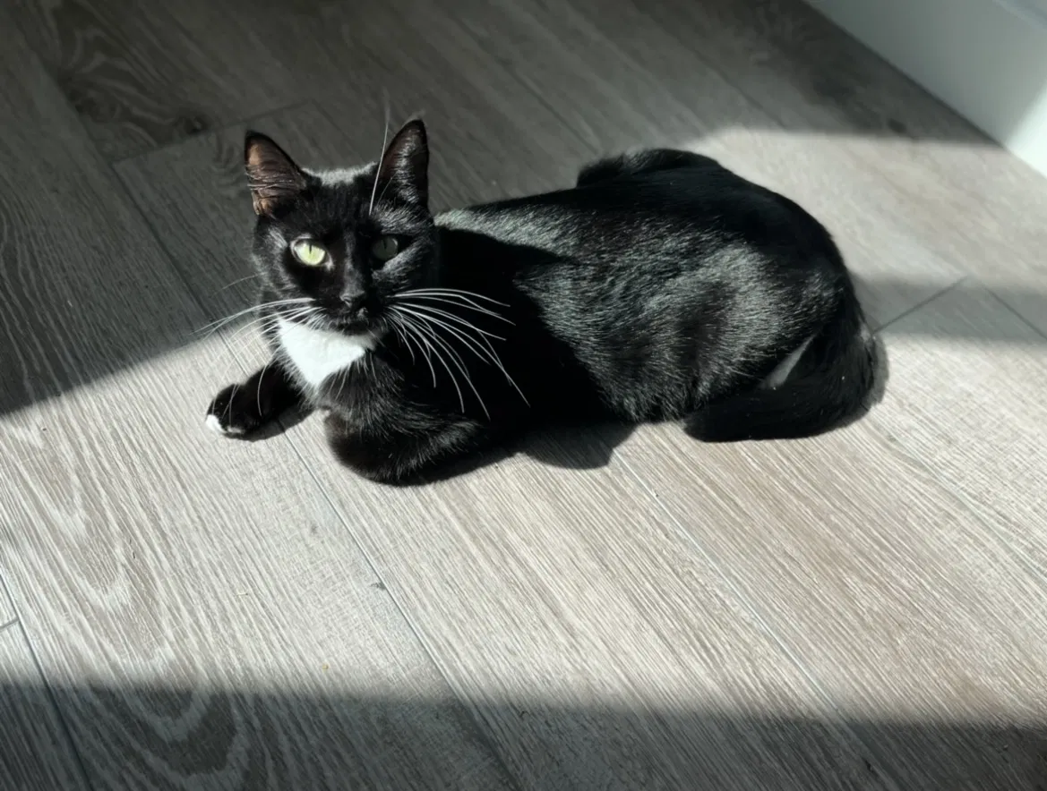 Lost cat in American Fork, UT, 84003