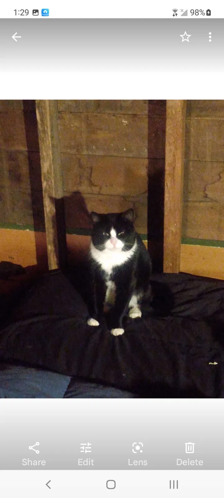 Lost cat in Rapid City, SD, 57701