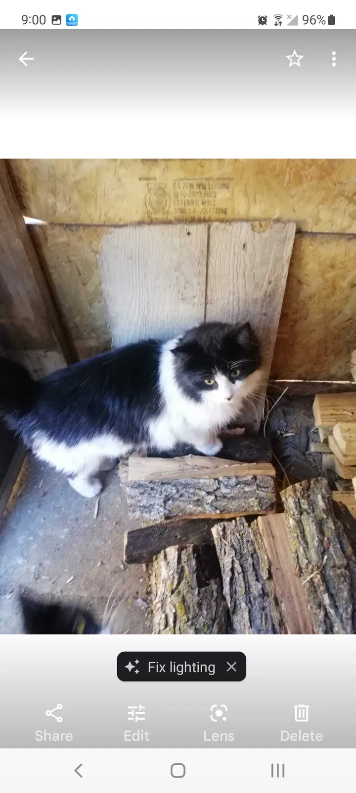 Lost cat in Rapid City, SD, 57701