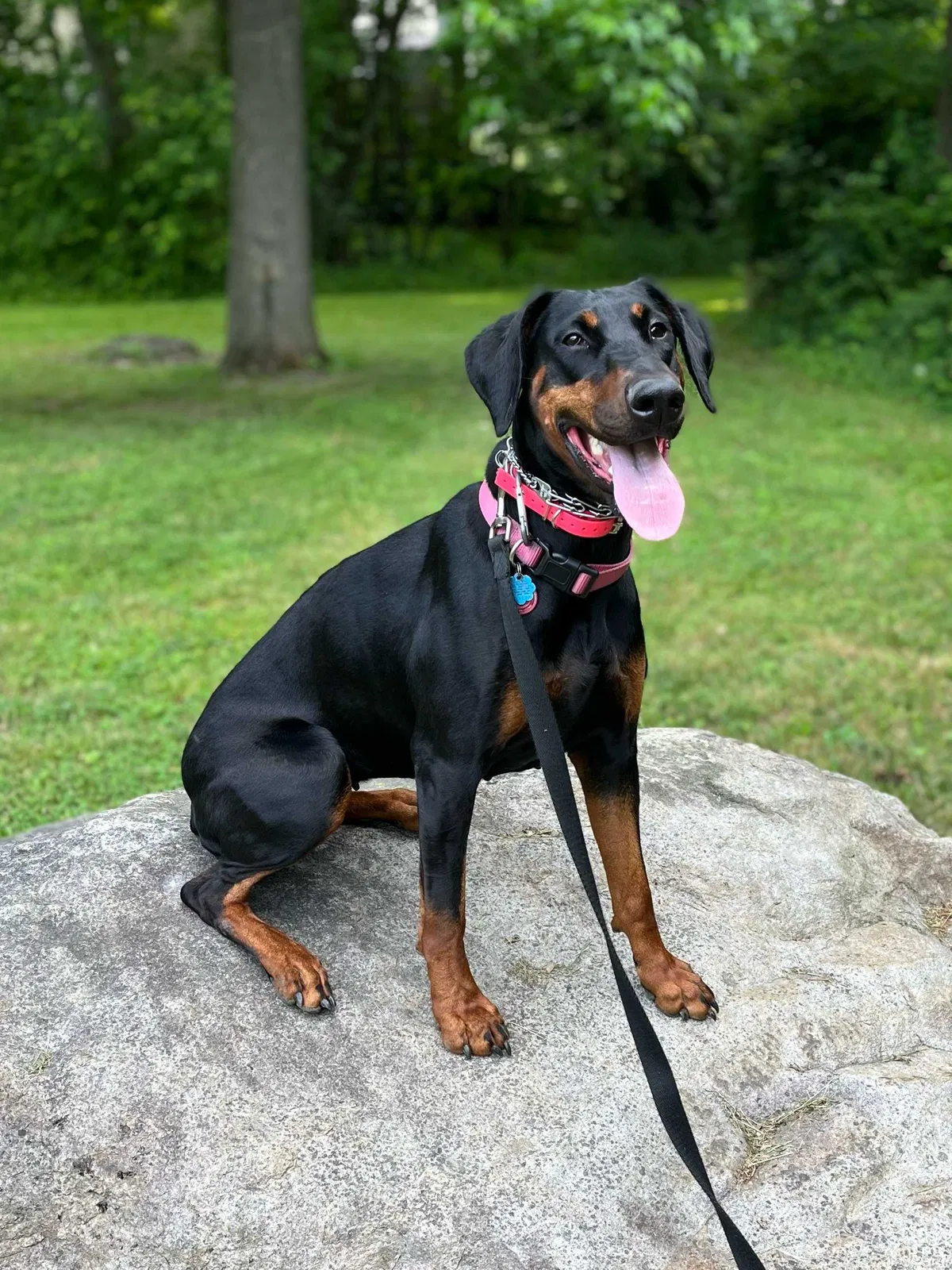 Lost dog in Waverly, VA, 23890