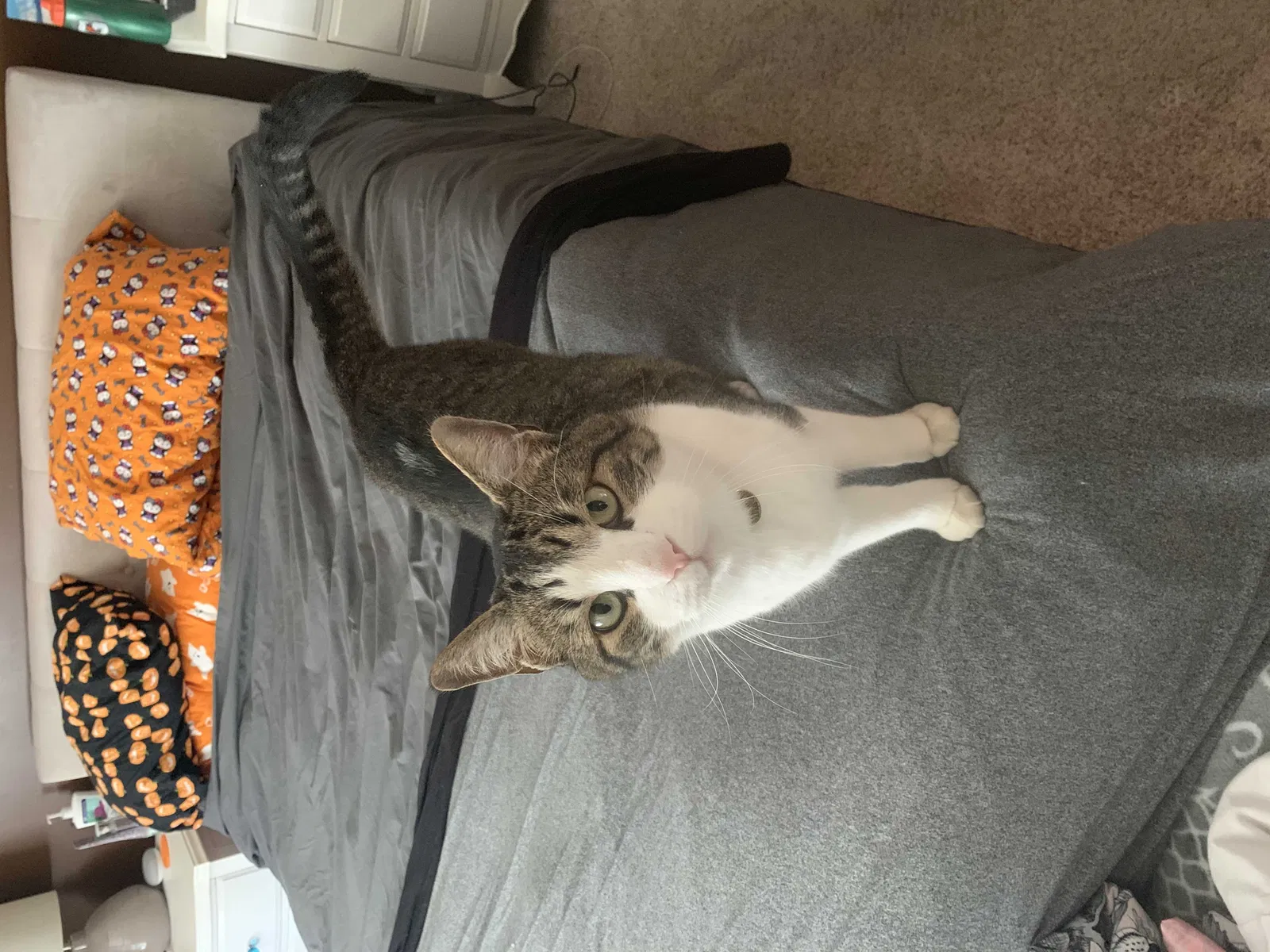 Lost cat in Alvin, TX, 77511