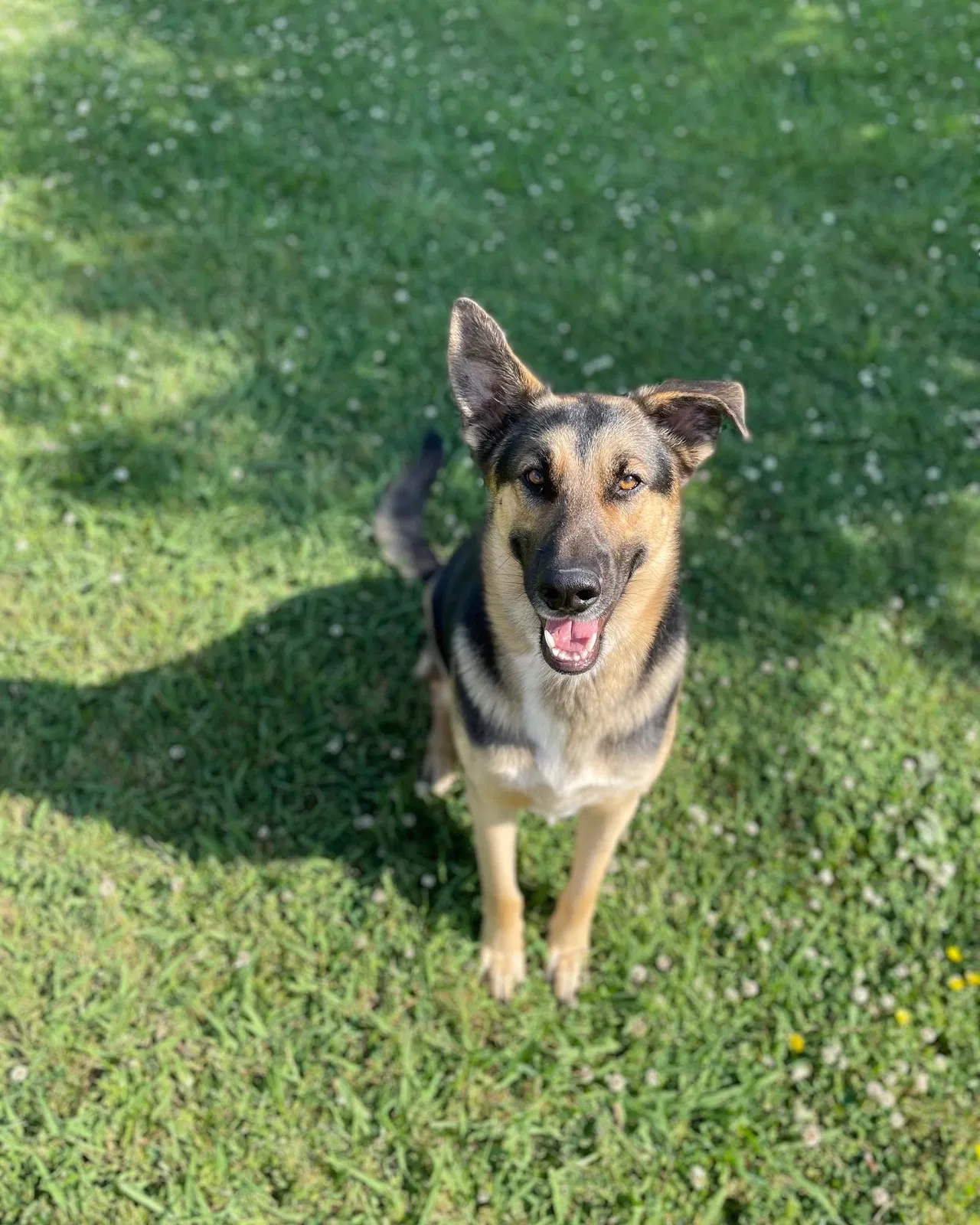 Lost dog in Eatonton, GA, 31024