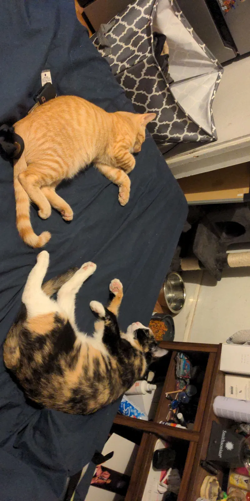 Lost cat in Mesa, AZ, 85204