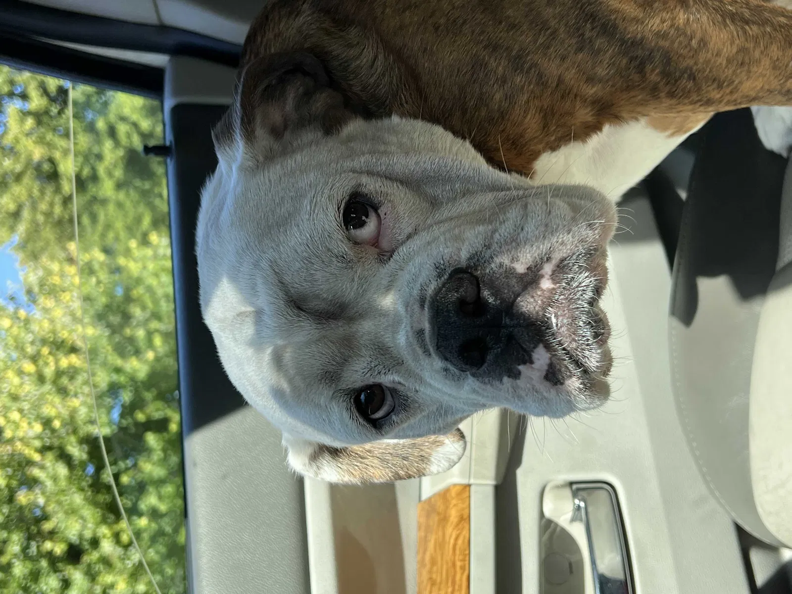 Lost dog in Dearborn, MI, 48124