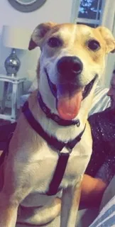 Lost dog in Indianapolis, IN, 46250