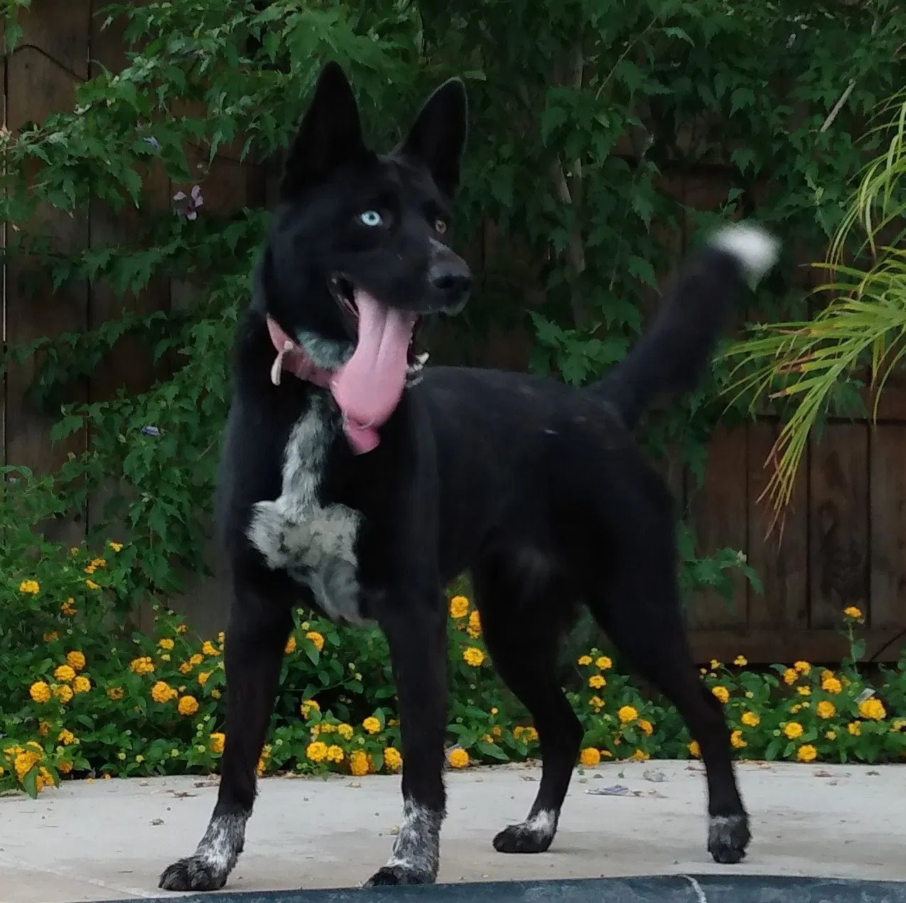 Lost dog in Fresno, CA, 93704