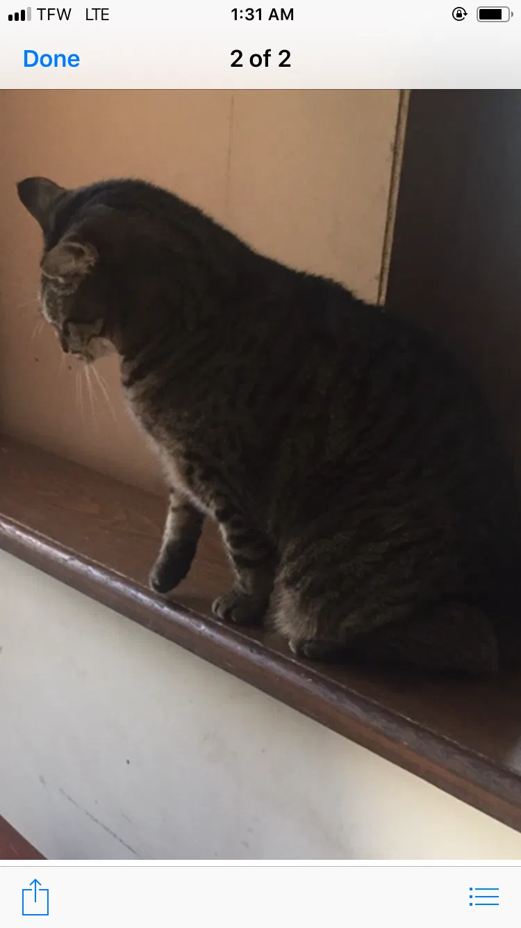 Lost cat in Enfield, CT, 6082