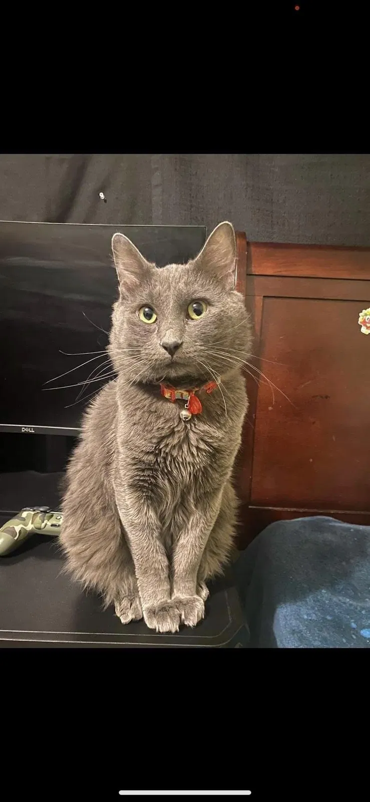 Lost cat in Houston, TX, 77025