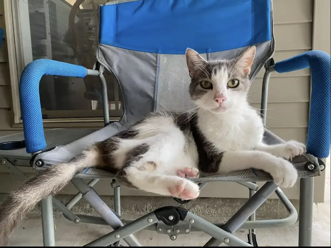 Lost cat in Folsom, LA, 70437
