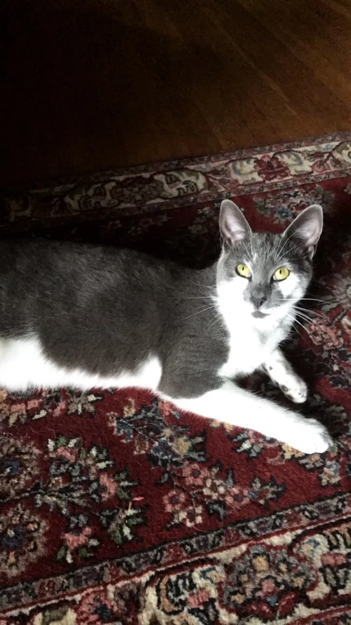 Lost cat in Cortlandt Manor, NY, 10567